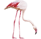 Flamingo 2